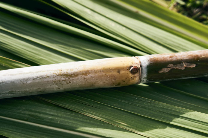 Mount Gay rum-making